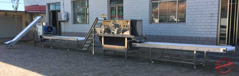 Garlic-Clove-Production-Line-Ready-For-Delivery